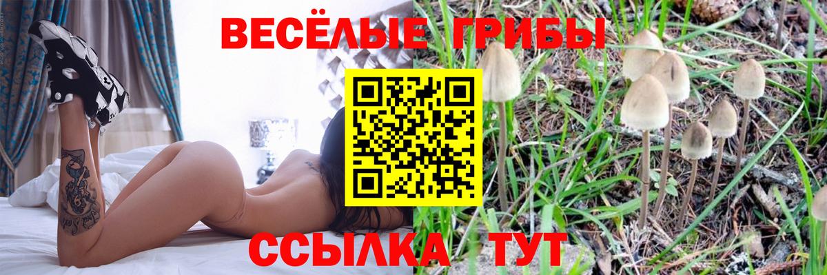 Галлюциногенные грибы Psilocybine cubensis Балахна
